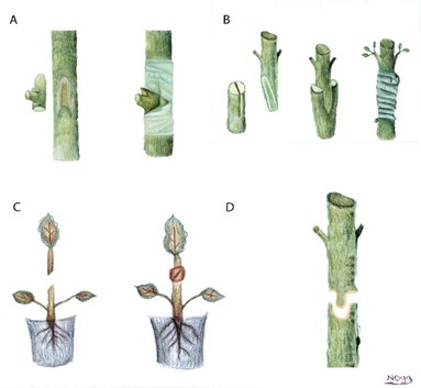 הרכבת צמחים – שיטות, עקרונות, ומחקרים