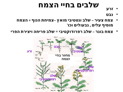 שלבים בחיי הצמח וההורמונים הפועלים בהם.